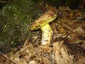 foto funghi 2 - Boletus Impolitus